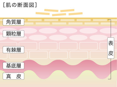 角質層について