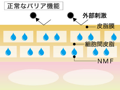 正常なバリア機能